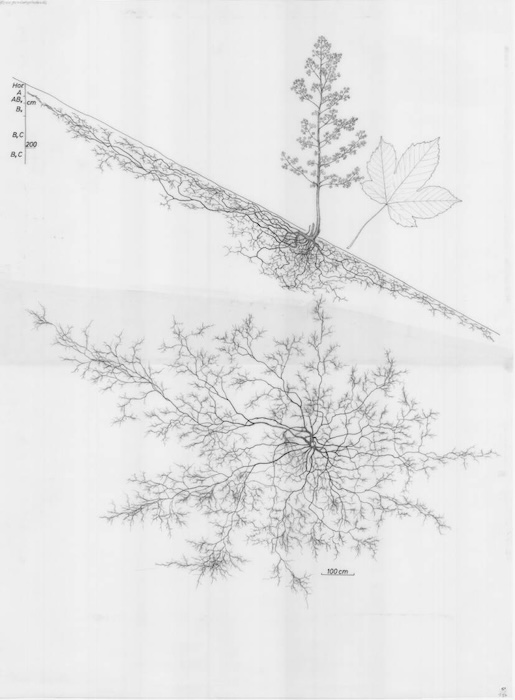 sycamore maple