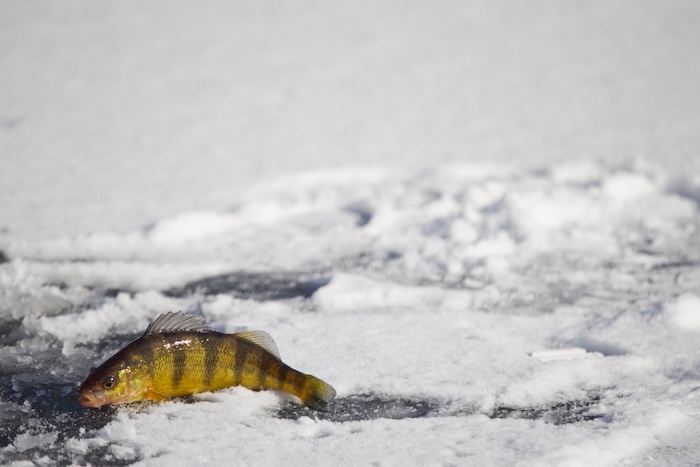 The anglers caught three yellow perch.