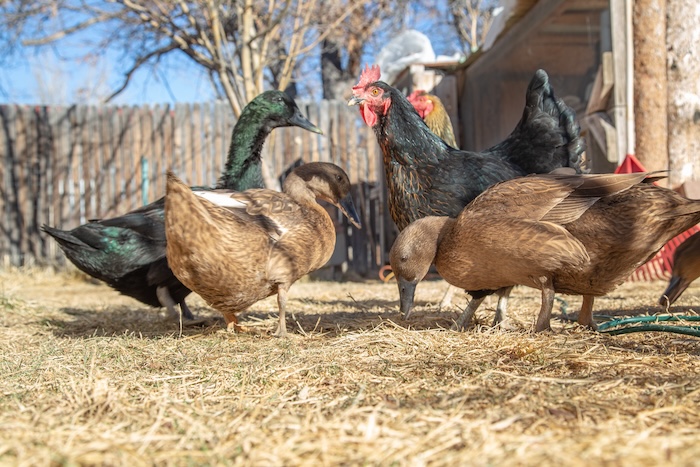 chickens ducks coops avian influenza bird flu H5N1