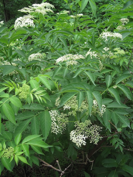 The opposite leaf arrangement and shape make elderberry easy to identify.U.S. Forest Service