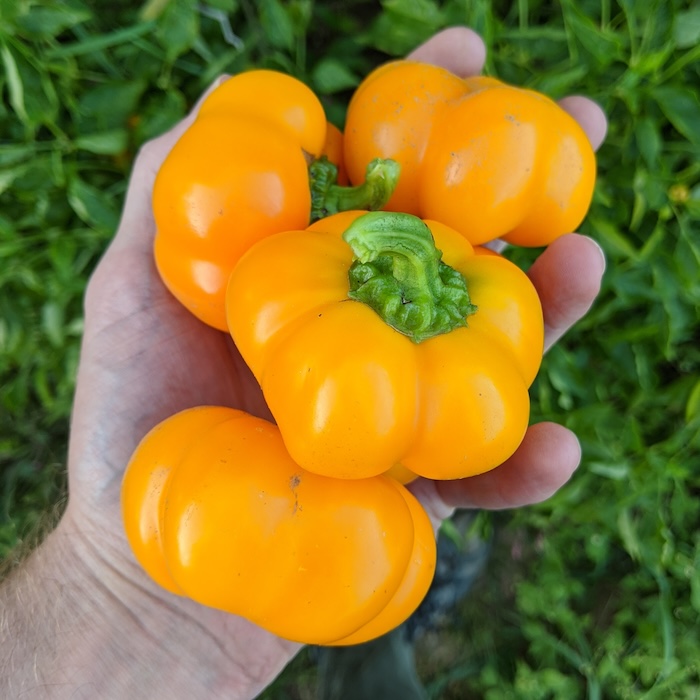 Doe Hill peppers grow abundantly and have a sweet flavor. Photos provided