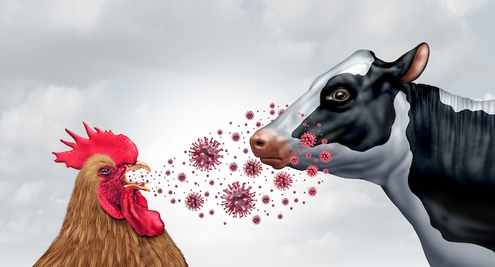 Bird Flu And Dairy Cows Spreading Highly Pathogenic Avian Influenza or HPAI to a milking cow as a farm virus or livestock health risk for global infection outbreak or agricultural public safety symbol.