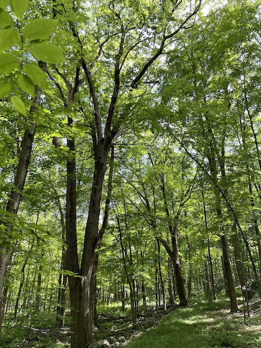 Forest