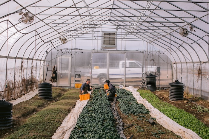 Farmers harvest greens inside a high tunnel at Glynwood.
