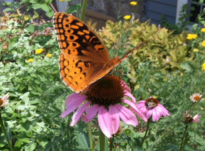 Insectides and herbicides aren't selective about what they kill. Photo by P. Doan