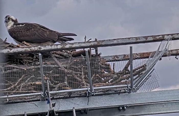 osprey