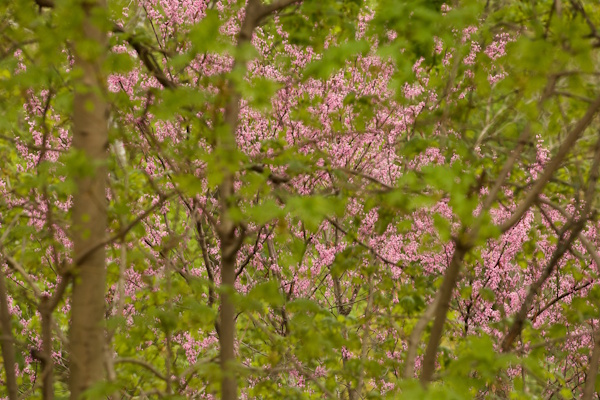 beacon spring
