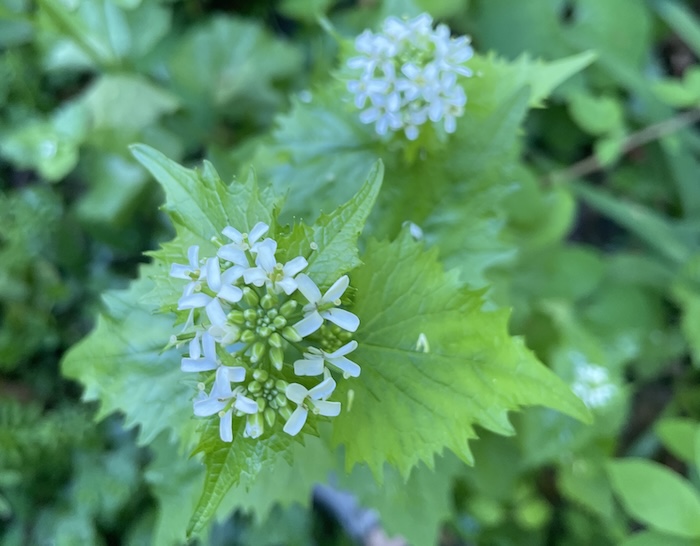 Unwanted plants like garlic mustard can also be pretty. Photo by P. Doan