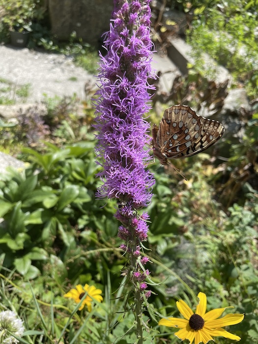 Blazing star