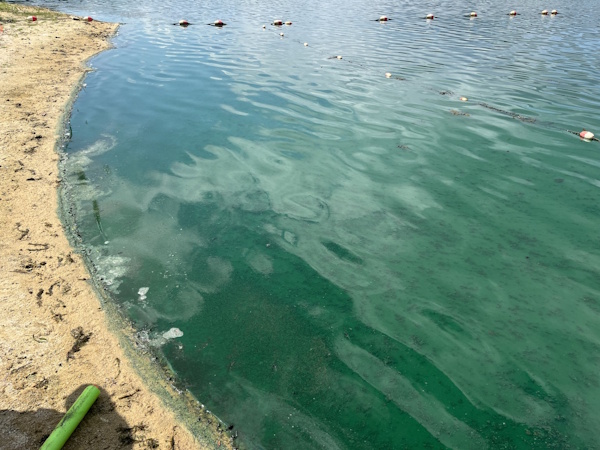 algae bloom