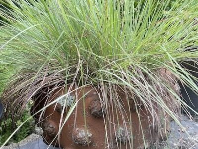 Roots and Shoots: Put a Grass in It