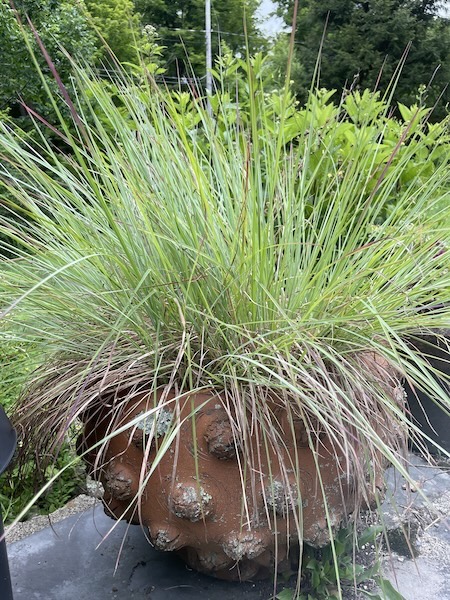 Little bluestem makes a strong showing in a container on our patio. 
