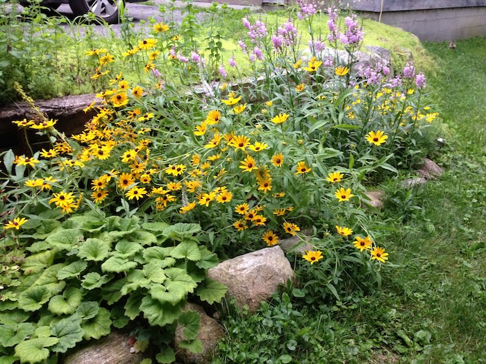 One of my first flower beds included Heuchera