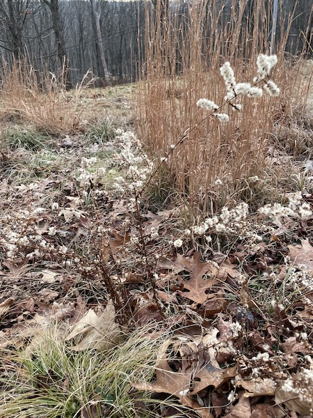 This is how a broomsedge grass with goldenrod looked in a meadow-style planting over the winter.