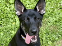 Wag of the Week: Destiny