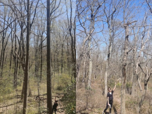 The photo on the left (1) has tall, dense trees and a lush understory that was already thickening in the early spring. The forest shown on the right (2), which stores less carbon, has shorter trees, rockier soil and more open space.