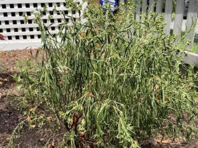 Roots and Shoots: Heated Up