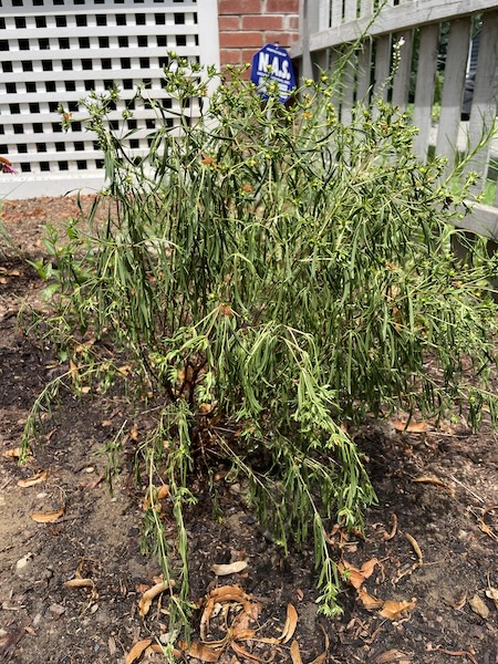 This sad St. John's wort eventually perked up with regular watering when the temperatures cooled. 